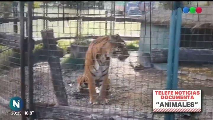 Horror en el Zoológico de Luján