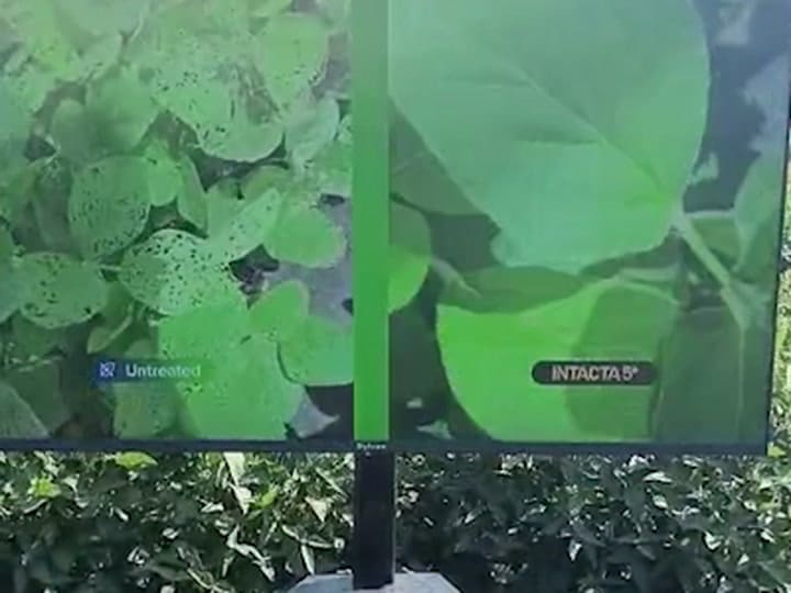 Soja Intacta 5+.. A la izquierda en el video un cultivo sin el tratamiento de la tecnología. A la derecha, la soja con la nueva Intacta.
