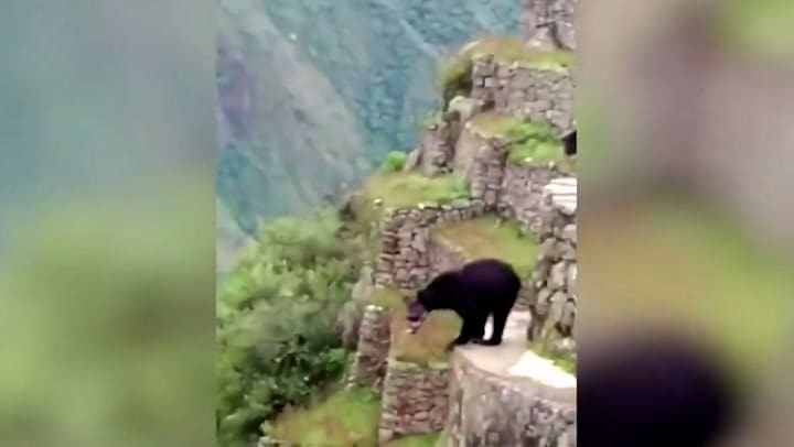 A falta de turistas, una pareja de osos disfrutó de las ruinas del Machu Picchu