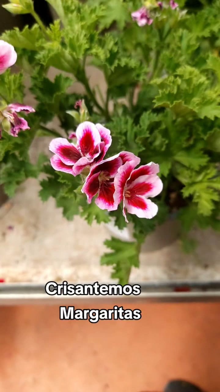 Plantas recomendadas para plantar en septiembre