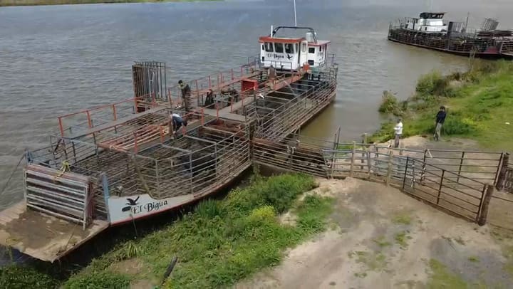 Los productores comenzaron a evacuar hacienda de las islas