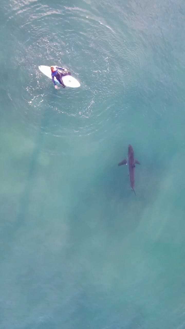Tiburón Y Surfista