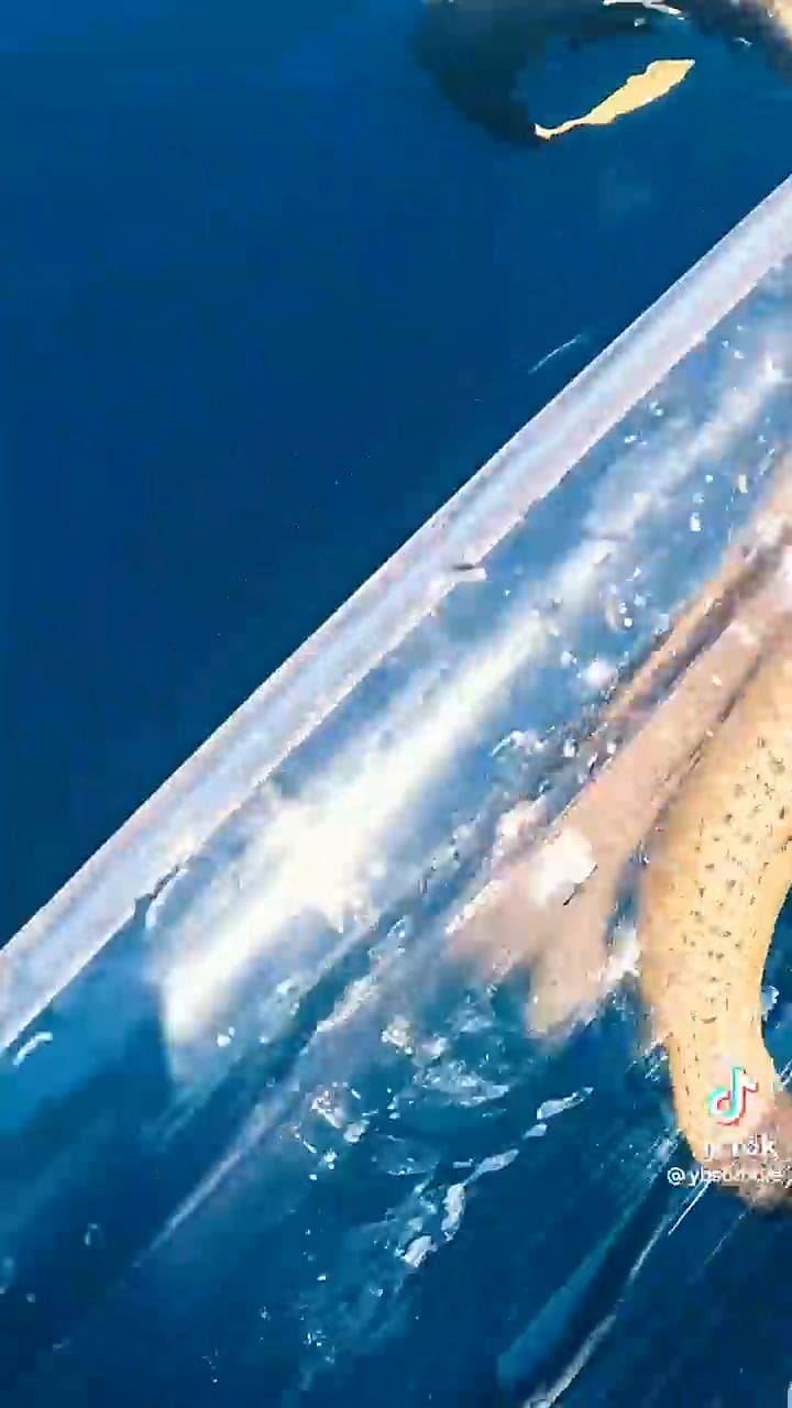 Una serpiente de mar pasó muy cerca de un hombre mientras recorría el océano
