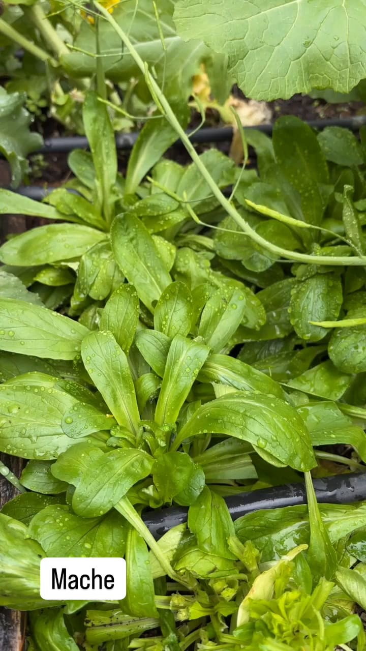 Valerianella locusta.MP4