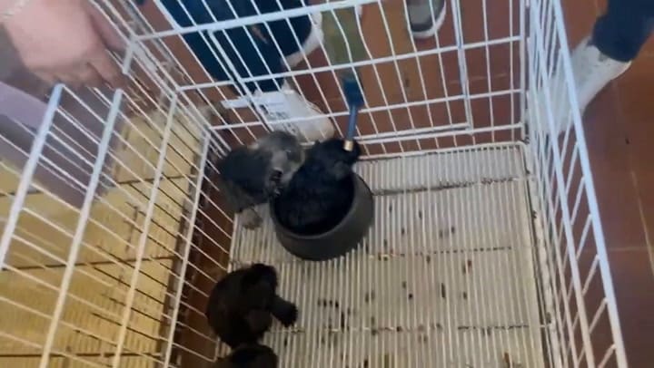 Clausuraron Un Criadero Ilegal En Villa Luro Y Rescataron A 20 Perros #2025-0257