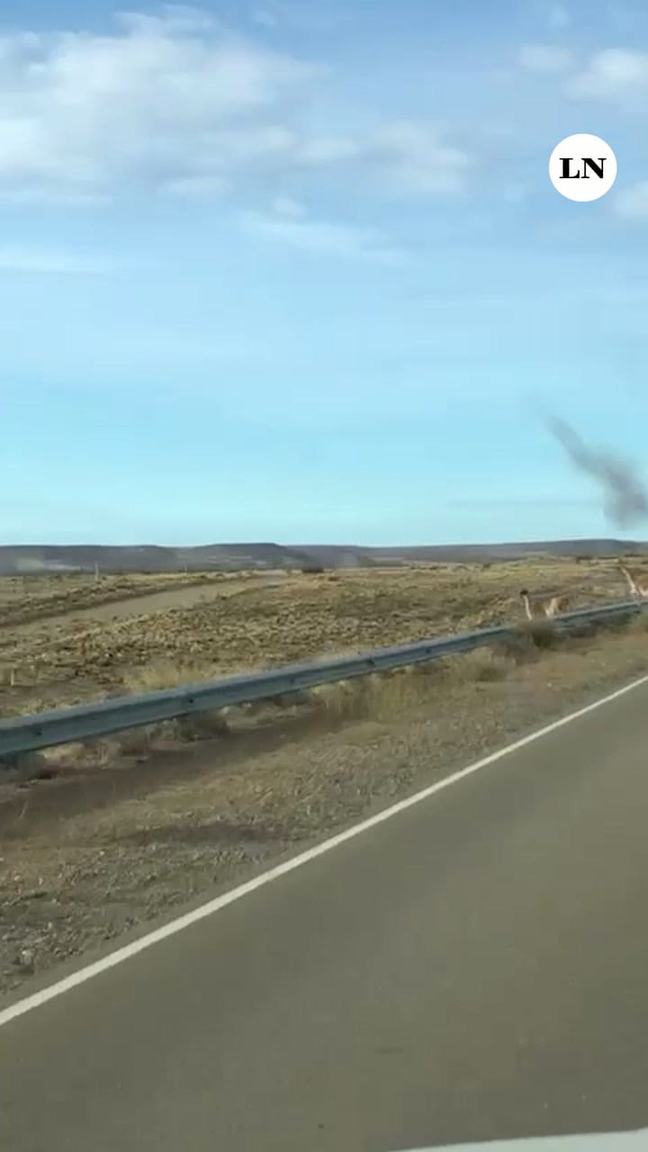 Productores de Chubut reclamaron un plan de manejo del guanaco y medidas urgentes para evitar que siga profundizándose la crisis de la producción ovina en la provincia