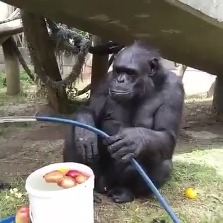 El chimpancé Tomy