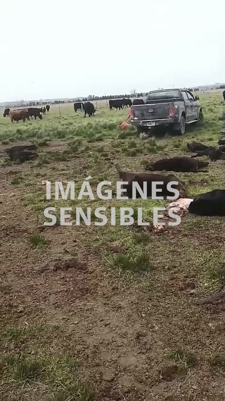 La ola de abigeatos y cortes de alambrados alarma a los productores rurales en Olavarría