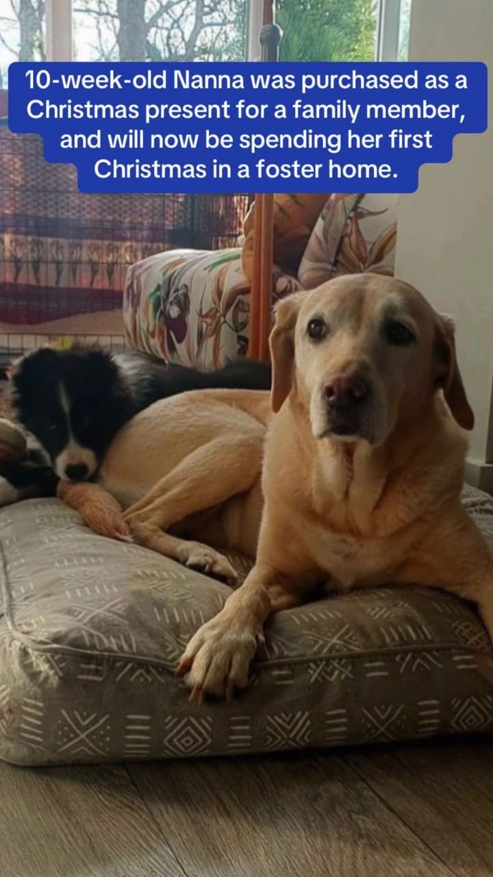 La historia de Nanna la perrita abandonada en Navidad