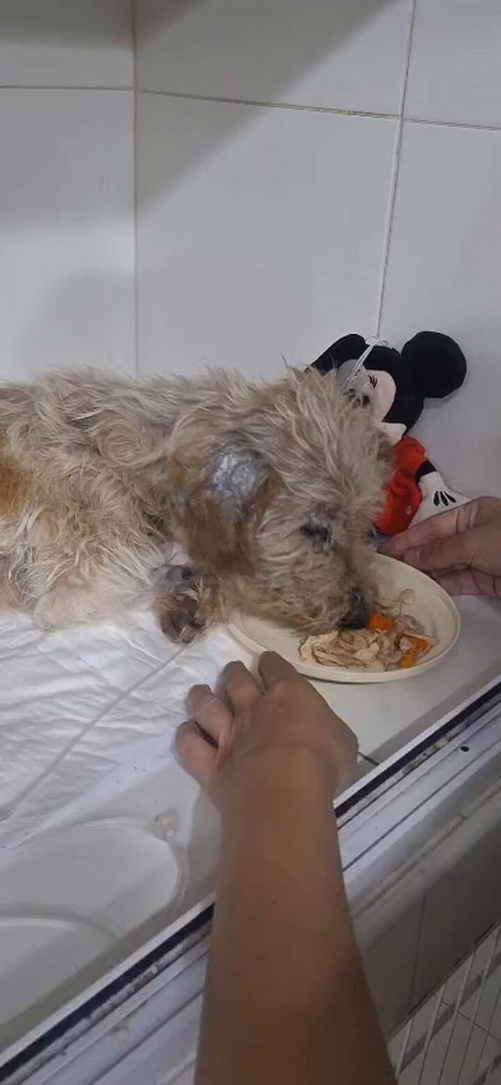 Ella es Navidad, una perrita que fue encontrada agonizando en una zanja en Tortuguitas