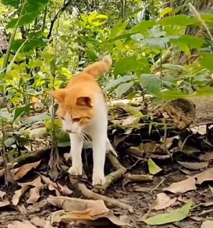 Un gato sobrevivió un encuentro terrorífico con una serpiente y se hizo viral