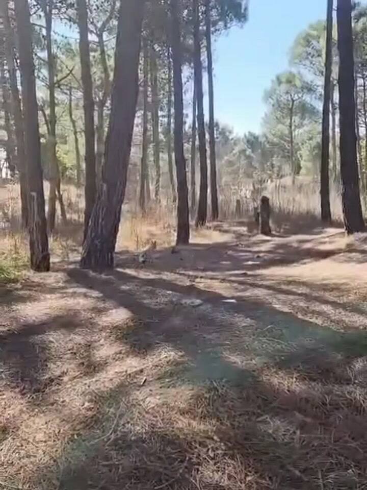 El rescate de un zorro en Pinamar, que fue devuelto a su hábitat