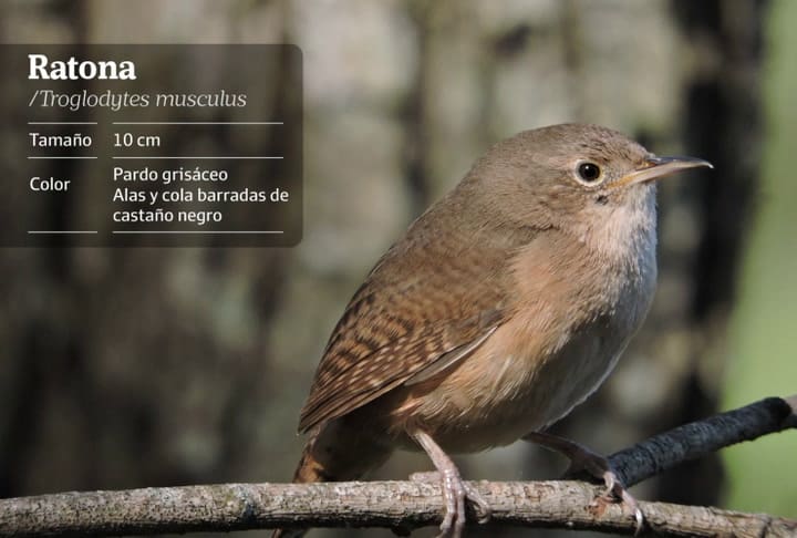 Ratona.nota