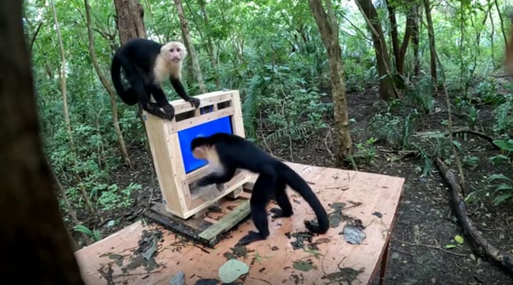 De la selva a la pantalla: cómo monos salvajes utilizaron Inteligencia Artificial y aprendieron a interactuar