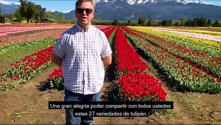 Tulipanes - JARDIN
