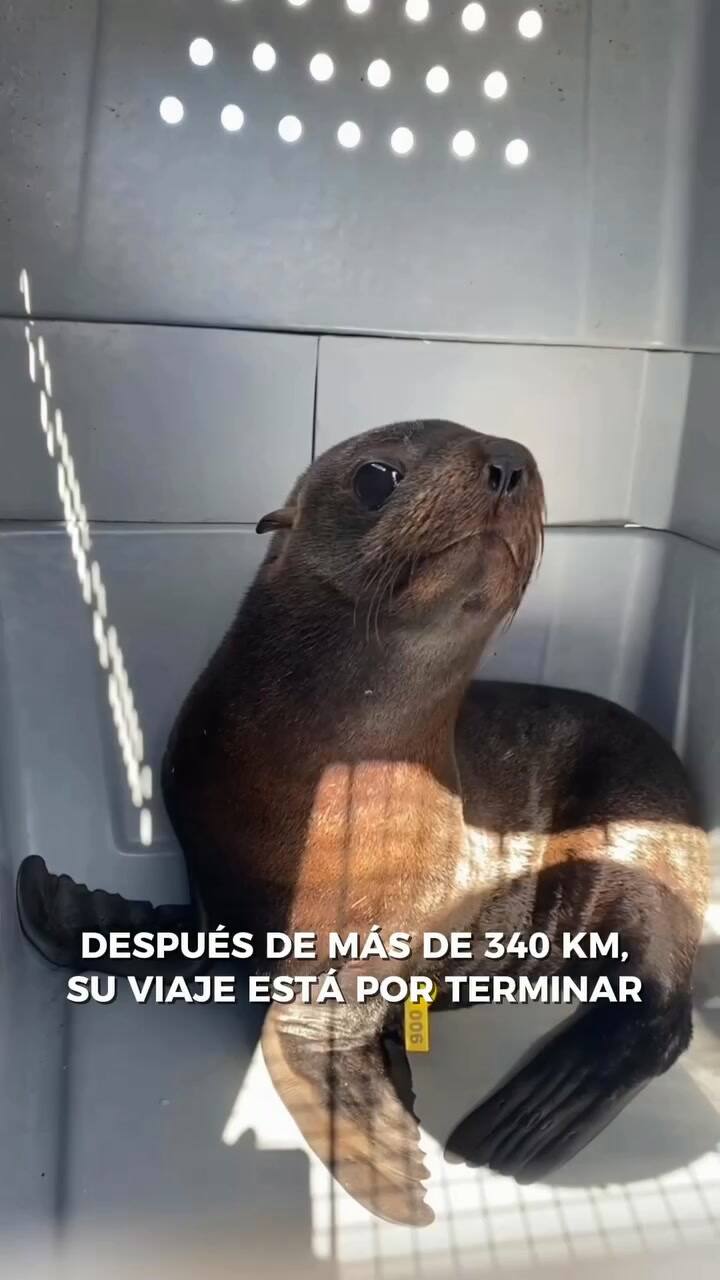 Así fueron liberados dos lobos marinos a su hábitat natural
