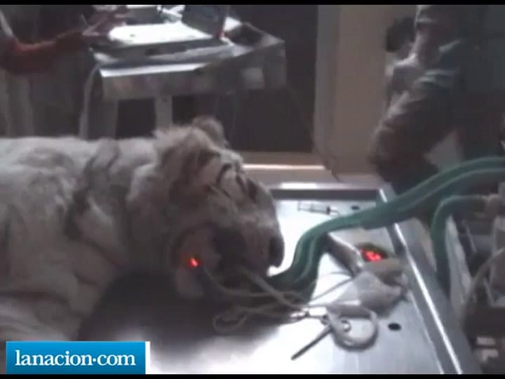 Nacieron cuatro tigres blancos de Bengala en el Zoo