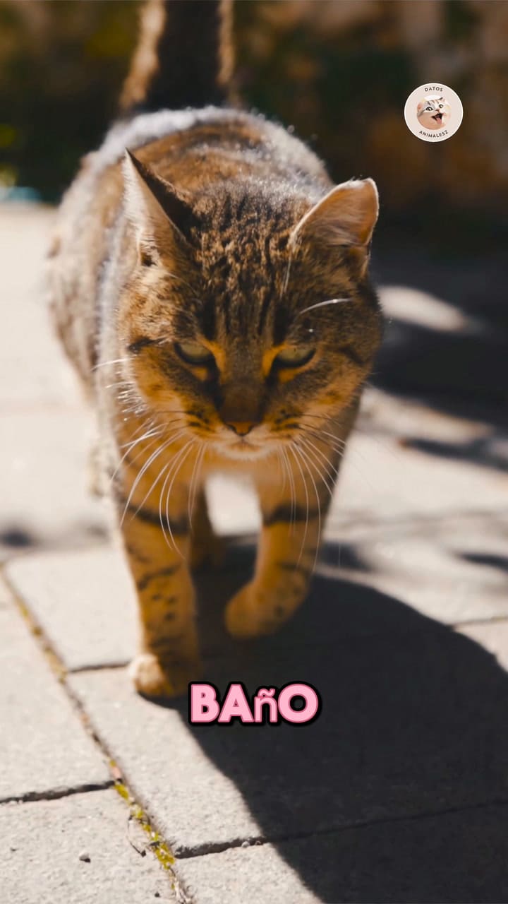 ¿Sabías Que Tu Gato Intenta Protegerte De Formas Que Quizás No Habías Notado
