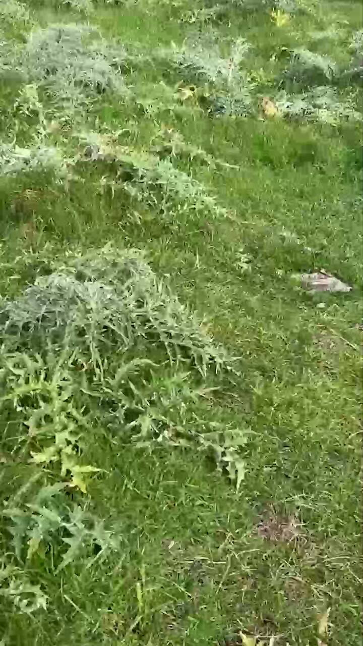 Mataron a tiros siete ovejas en un campo bonaerense