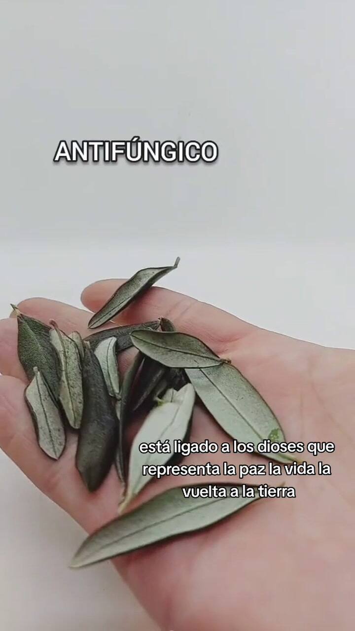 #Olivo #Olive