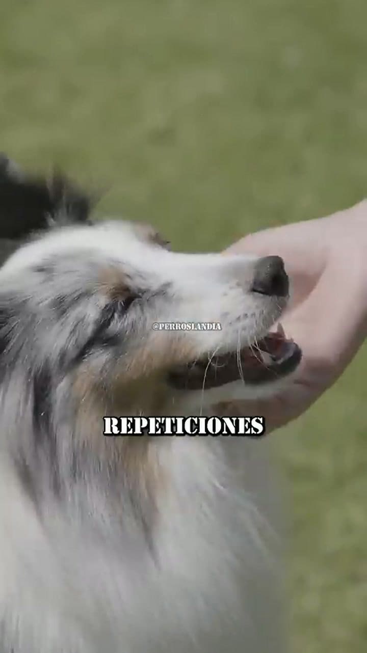 Las ventajas de tener un border collie