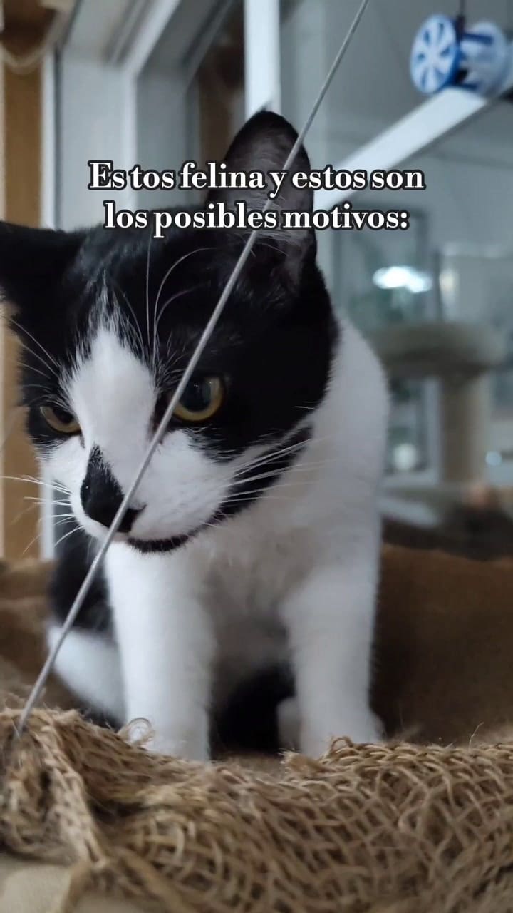 ¿A qué se debe que un gato tosa?