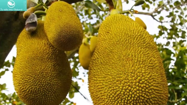Refuerza tu salud: cómo esta fruta similar a la carne protege tu sistema inmunológico
