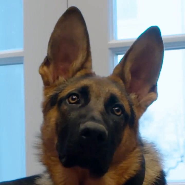 Commander, el perro que fue echado de la Casa Blanca