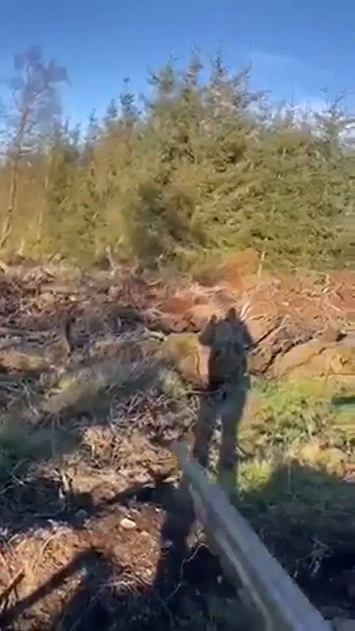 Un cazador iba a disparar a un venado pero bajó su arma para acariciarlo