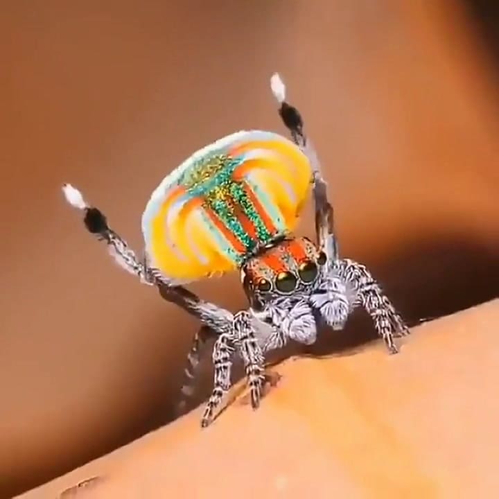 Araña pavo real