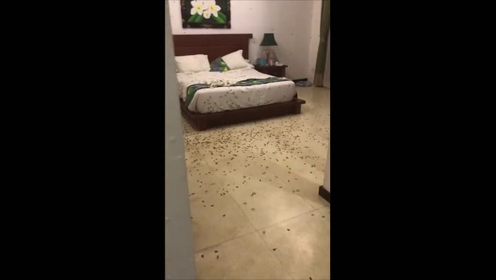 Una pareja se llevó una desagradable sorpresa al entrar a su cuarto de hotel en Bali