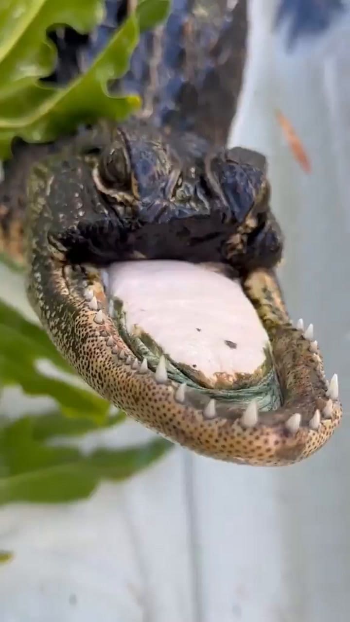 Caiman Come Solo