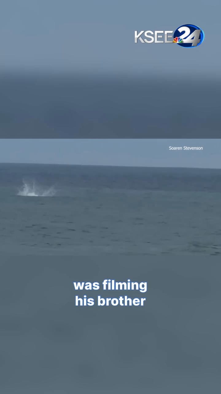 Un gran tiburón blanco realiza un salto inusual tras un practicante de bodyboard