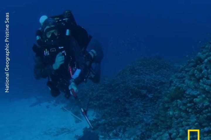GIF CORAL
