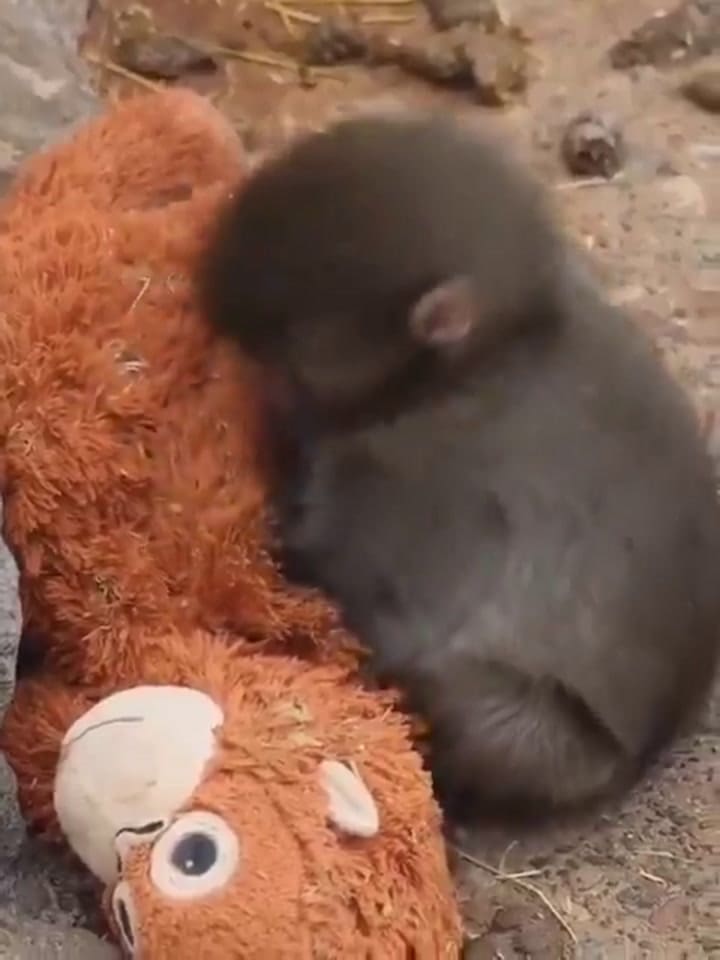 Punch, el macaco bebé japonés, abrazado a su "madre" orangután en Tokio