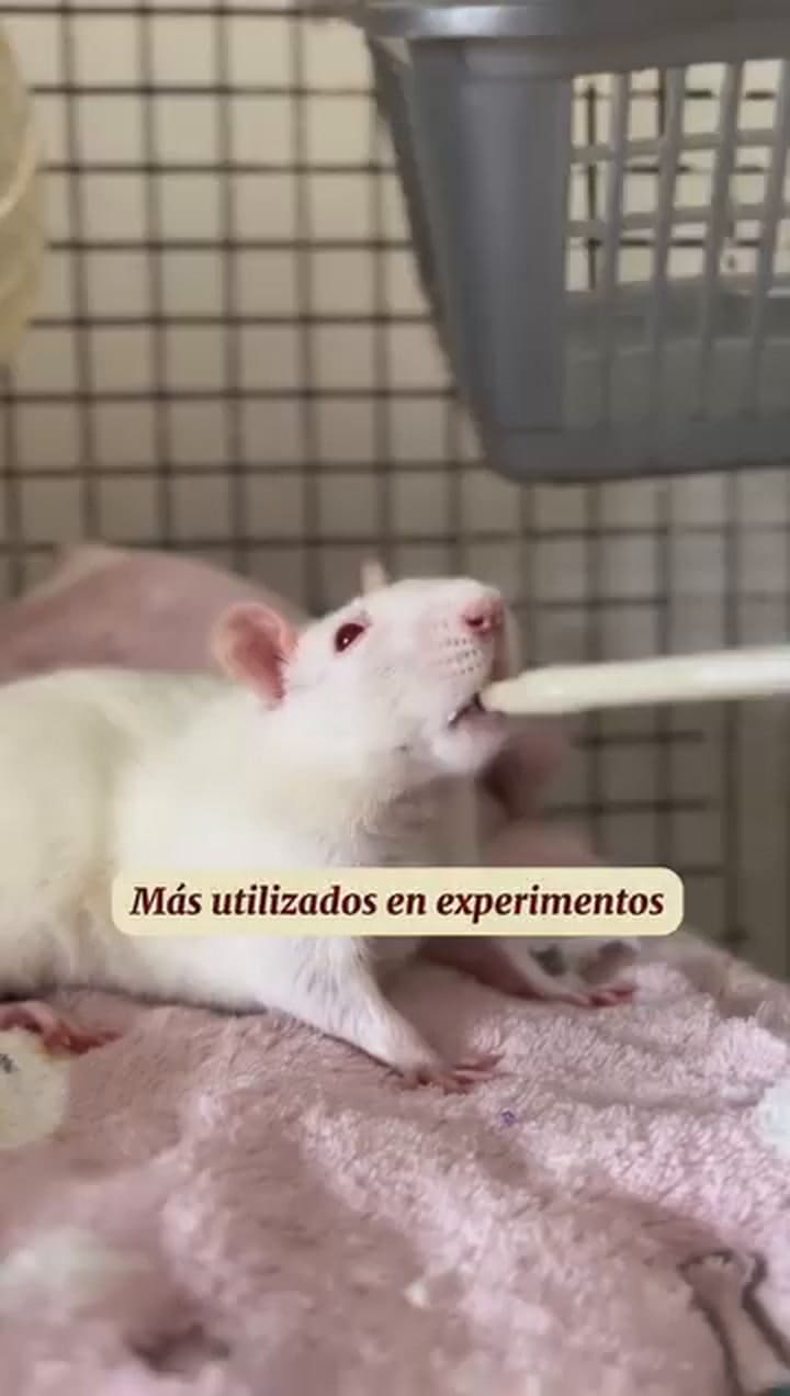 El llamado a empatizar con estos animales
