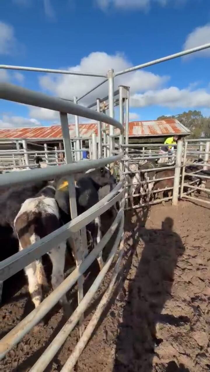 El tambo está en Victoria, Australia