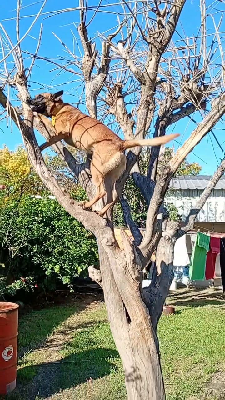 Luego del reencuentro, su dueño subió un video en el que se lo ve a Roco jugando en un árbol de su casa