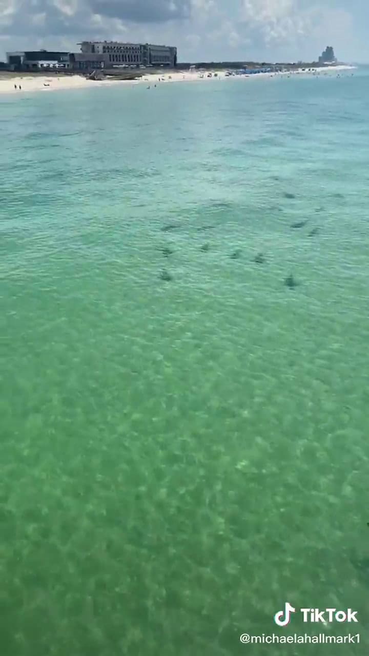 El escalofriante momento en el que una mujer se encuentra con tiburones de 7 metros - Fuente: TikTok