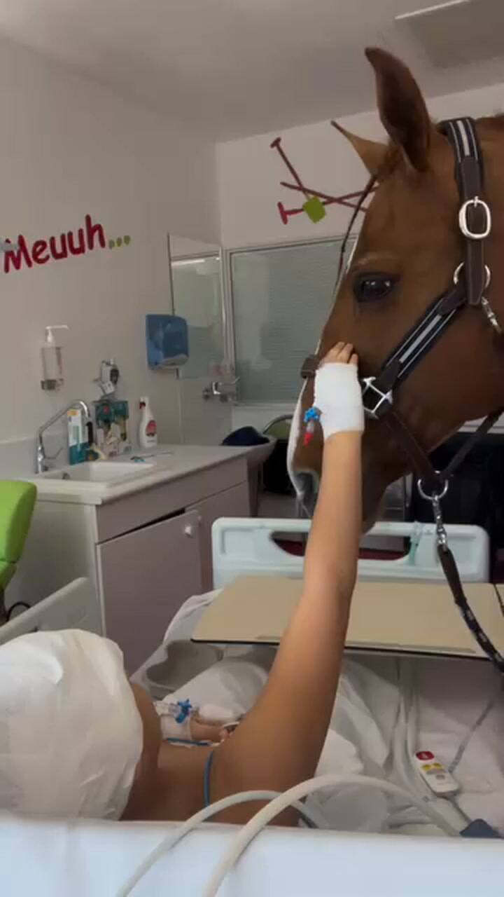 Peyo, el caballo que acompaña a enfermos terminales en Francia