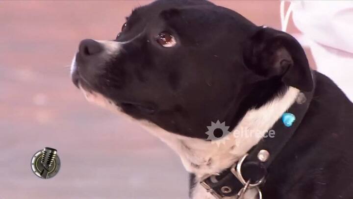 Cachete Sierra y Nacha Guevara enfrentan a sus mascotas en ver cual consigue más seguidores -