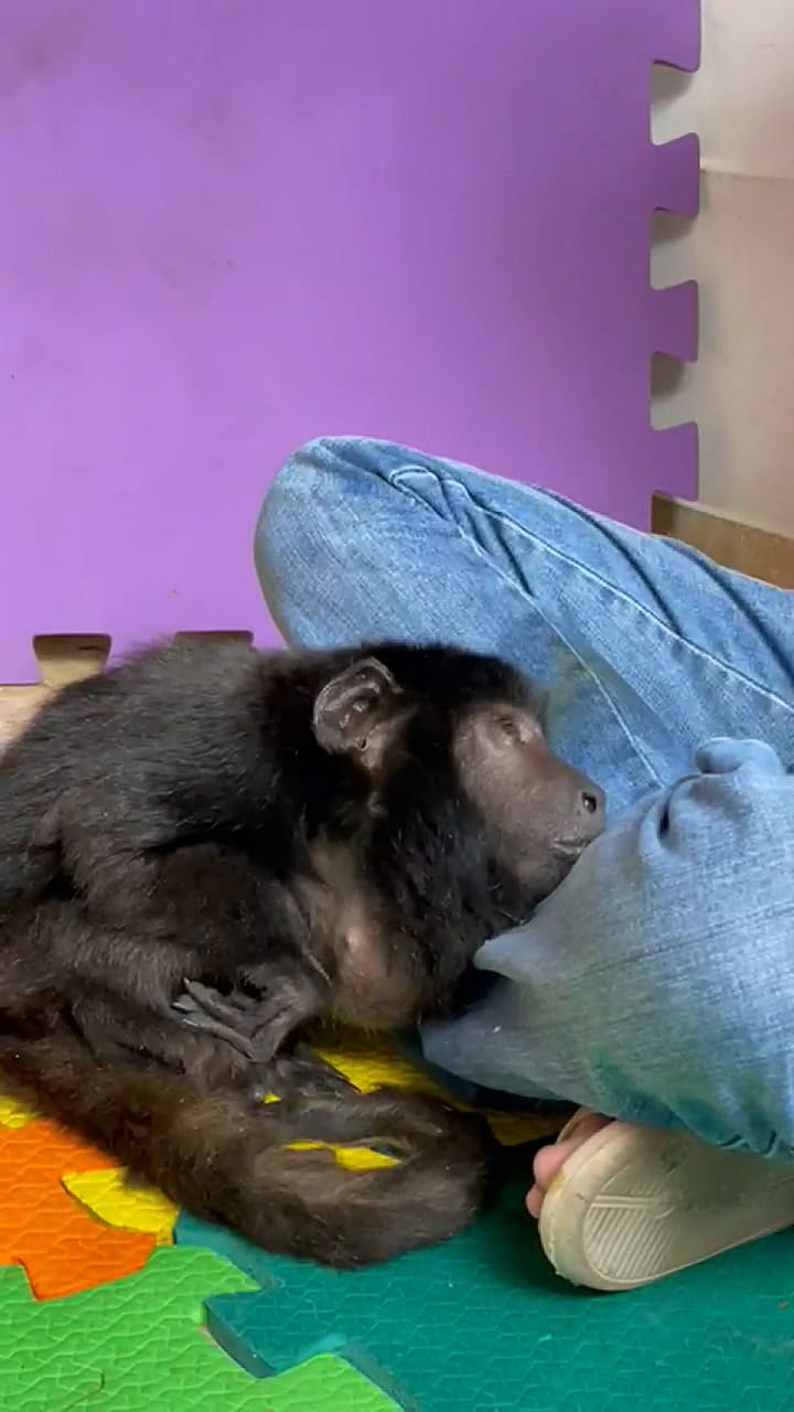 Coco, el mono carayá rescatado del maltrato