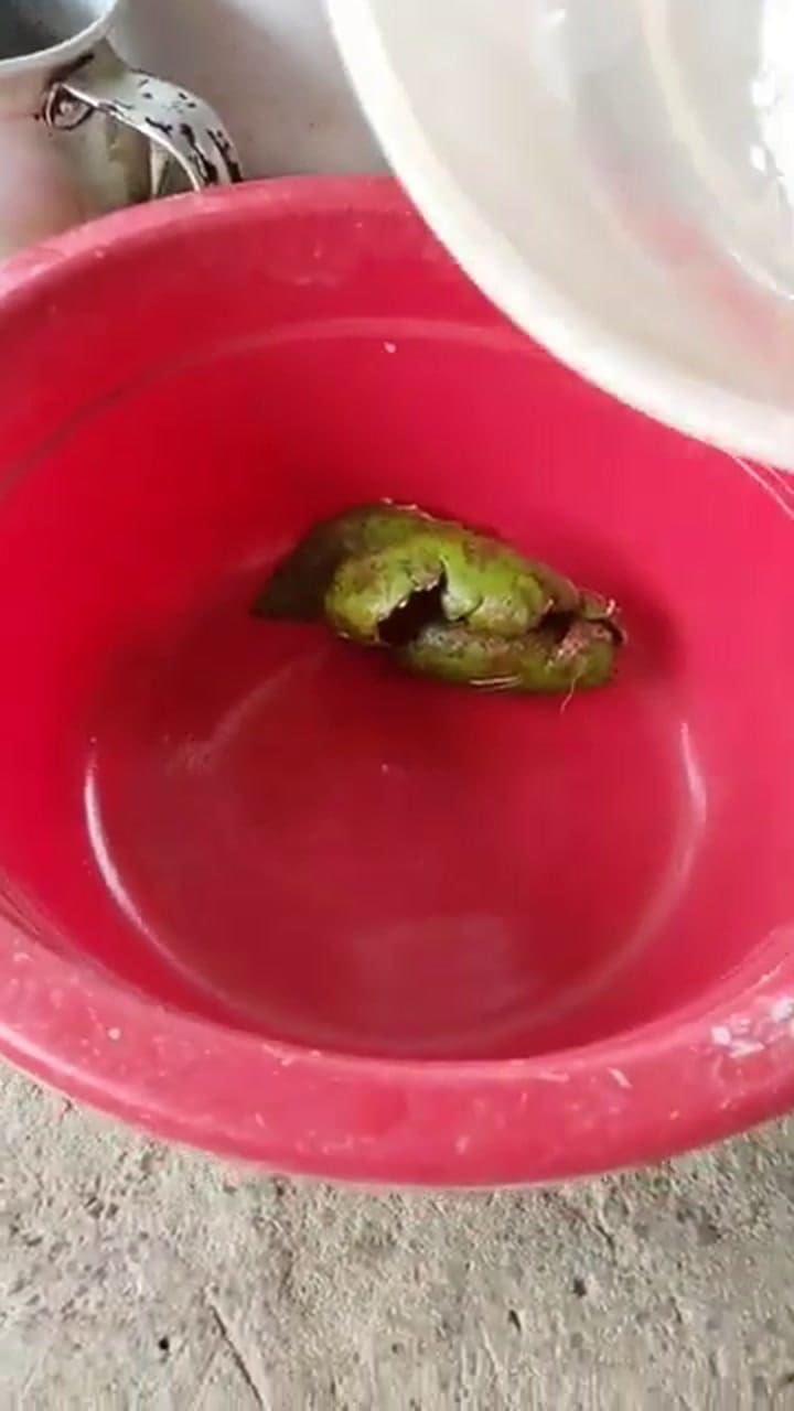 ¿Por qué no se debe tirar la cáscara de la palta?