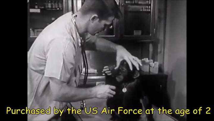 La historia del chimpancé Ham, el primer homínido en volar al espacio exterior