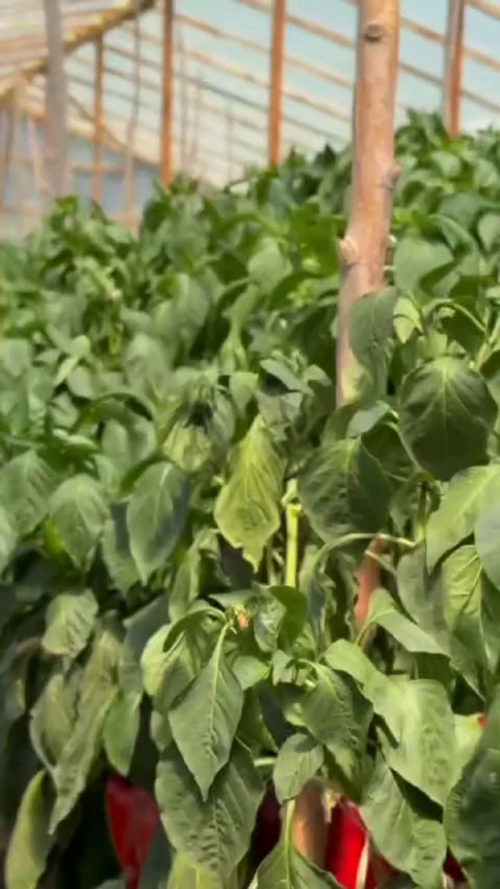 La producción de morrón de la familia