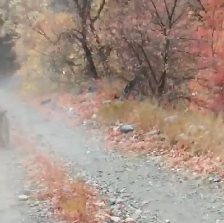 El video viral de un puma persiguiendo a un senderista durante 6 minutos - Fuente: Facebook