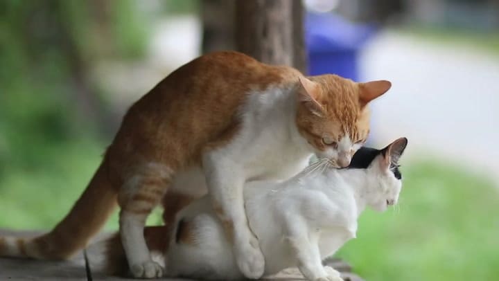 ¿Por Qué Los Gatos Se Van De Casa Y No Vuelven ?