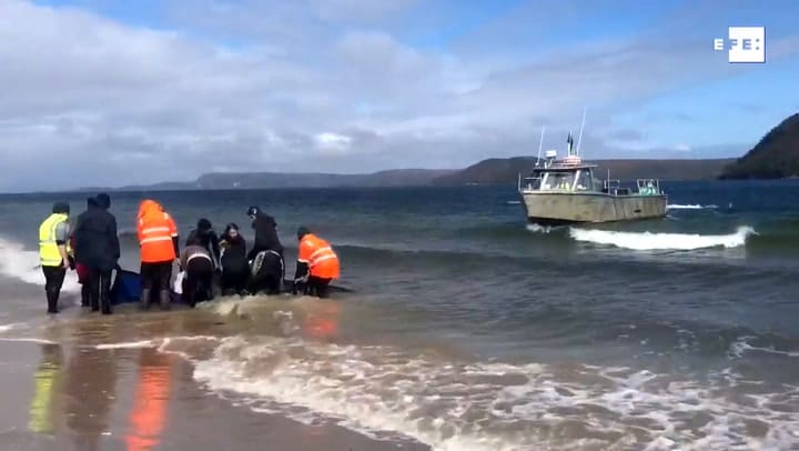 Mueren unas 380 de las ballenas varadas en el sur de Australia.