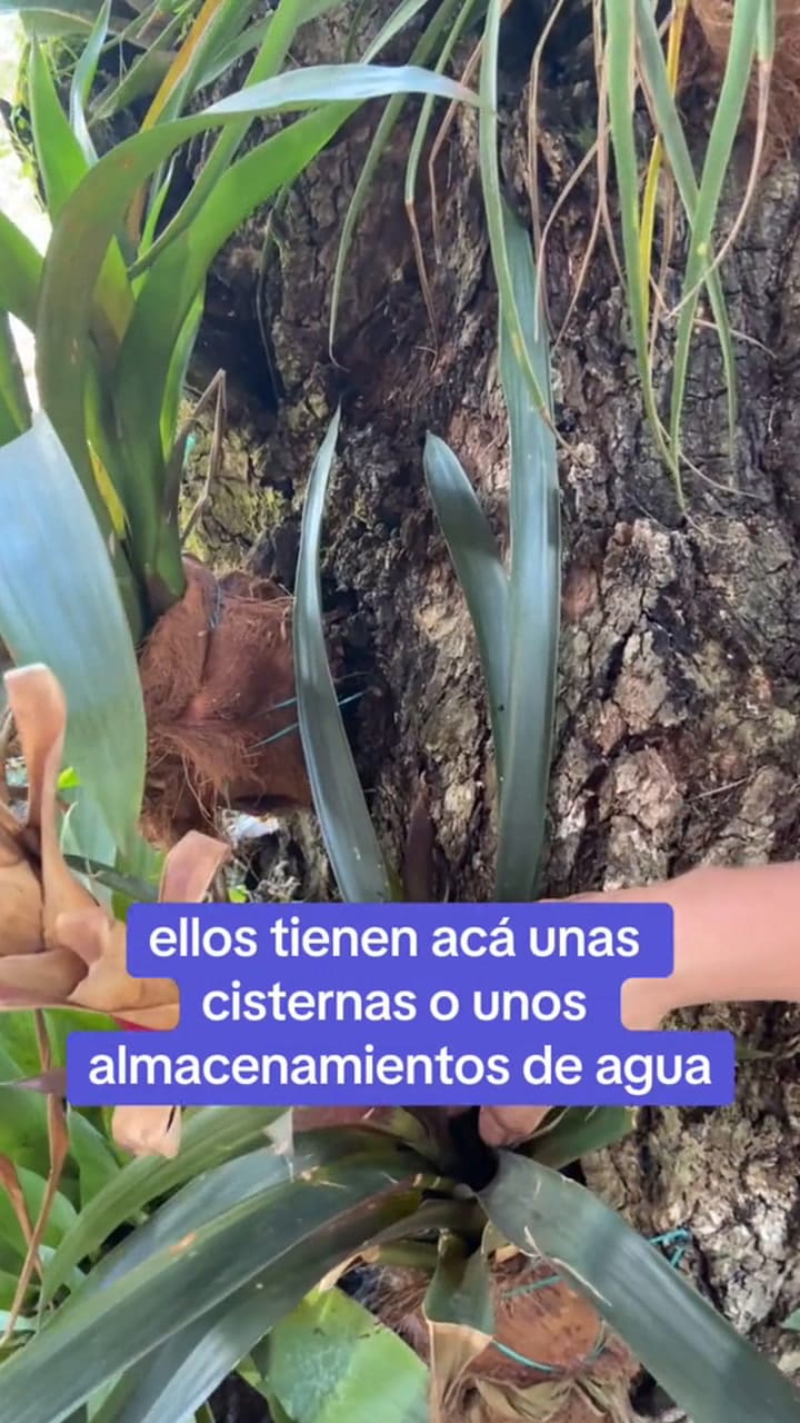 Así son las bromelias (video 2)