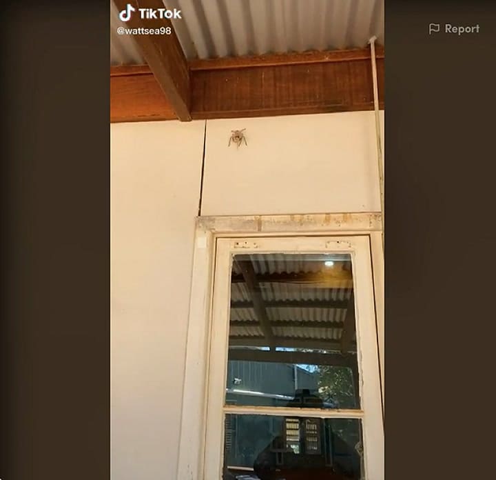Una araña se devora una lagartija